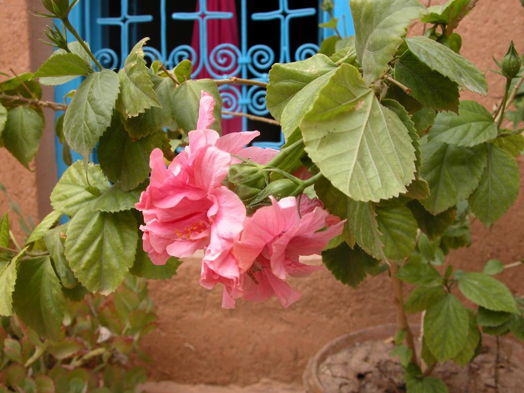 Bed and Breakfast Kasbah Iswan Kelaat-M'Gouna Esterno foto