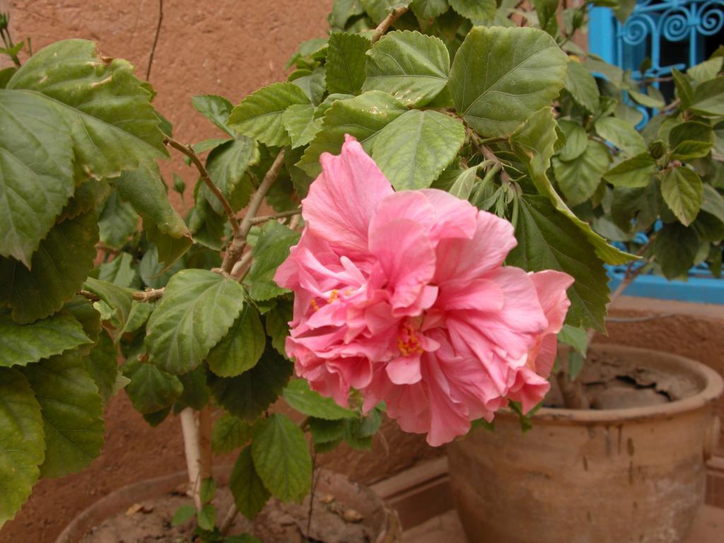 Bed and Breakfast Kasbah Iswan Kelaat-M'Gouna Esterno foto